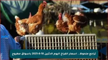 تراجع ملحوظ.. أسعار الفراخ اليوم الاثنين 18-8-2025 بأسواق مطروح